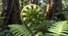 mystical patterns in nature