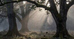silence broadens consciousness understanding