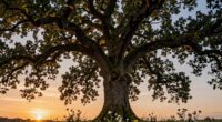 trees symbolize deeper meaning