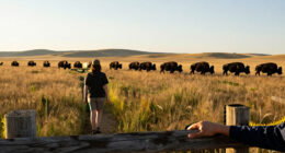 The Buffalo Haunts America